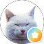 Cuking Putih the White Cat