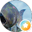 Orion S